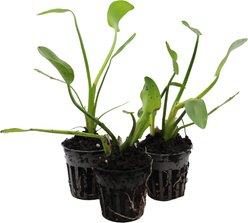 HydrOasis Pink Pickerel Rush Potted Live Pond Plant, 3 count
