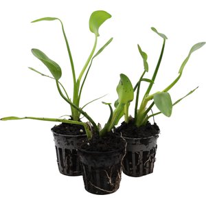 HydrOasis Pink Pickerel Rush Potted Live Pond Plant, 3 count