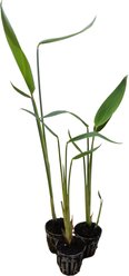 HydrOasis Hardy Water Canna Potted Live Pond Plant, 3 count