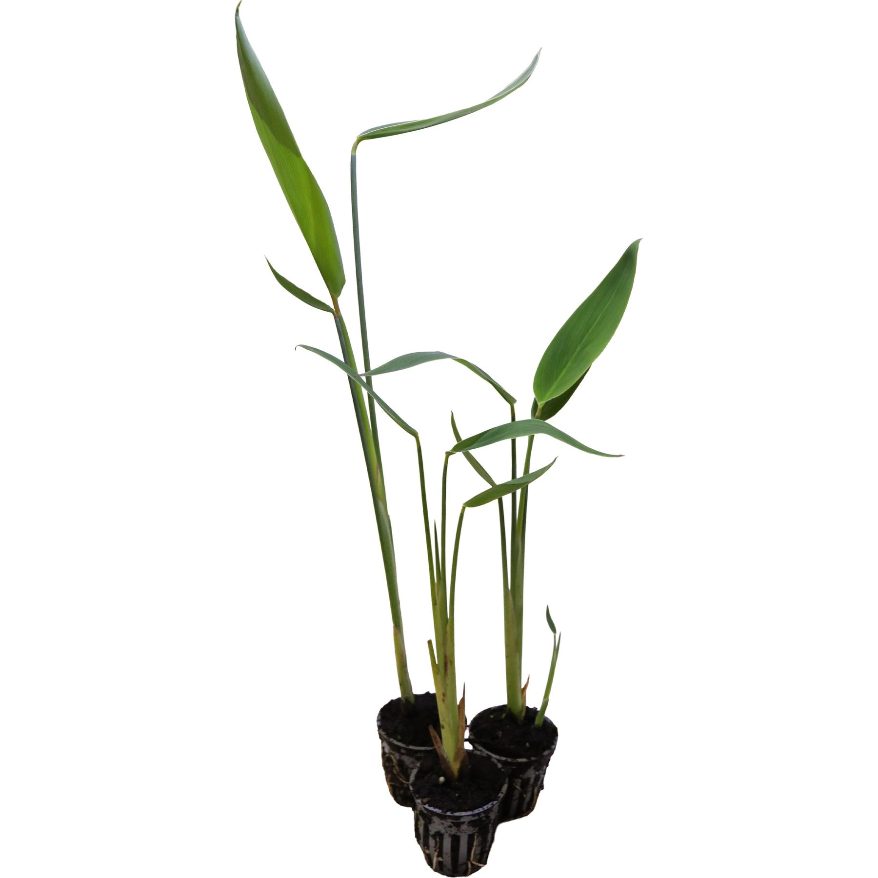 HydrOasis Hardy Water Canna Potted Live Pond Plant, 3 count