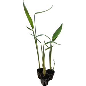 HydrOasis Hardy Water Canna Potted Live Pond Plant, 3 count