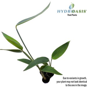 HydrOasis Hardy Water Canna Potted Live Pond Plant, 3 count