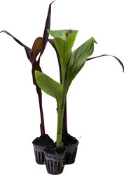 HydrOasis Assorted Canna Lily Potted Live Pond Plant, 3 count