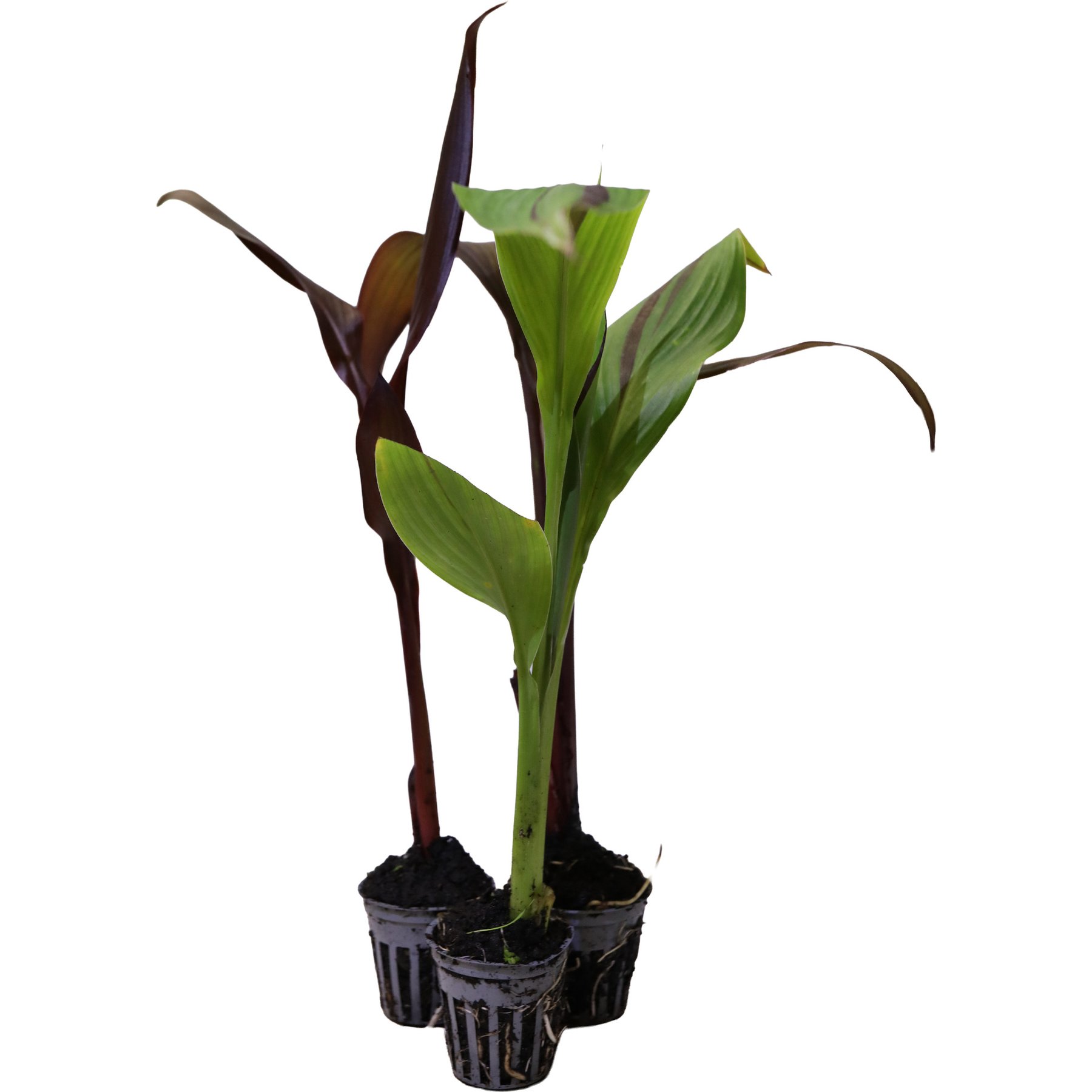 HydrOasis Assorted Canna Lily Potted Live Pond Plant, 3 count