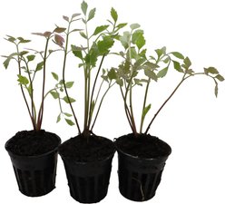 HydrOasis Water Celery Potted Live Pond Plant, 3 count