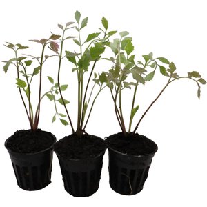 HydrOasis Water Celery Potted Live Pond Plant, 3 count