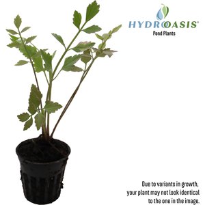 HydrOasis Water Celery Potted Live Pond Plant, 3 count