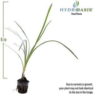 HydrOasis Society Garlic Potted Live Pond Plant, 3 count