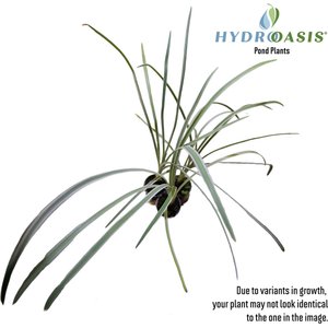 HydrOasis Society Garlic Potted Live Pond Plant, 3 count