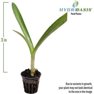 HydrOasis Spider Lily Potted Live Pond Plant, 3 count