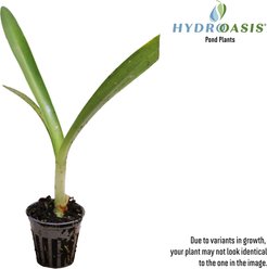 HydrOasis Spider Lily Potted Live Pond Plant, 3 count slide 2 of 6
