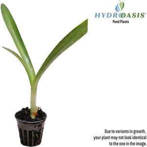 HydrOasis Spider Lily Potted Live Pond Plant, 3 count