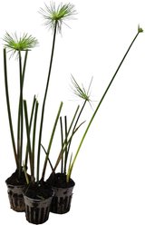 HydrOasis Dwarf Papyrus Potted Live Pond Plant, 3 count