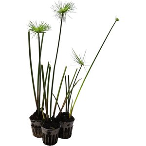 HydrOasis Dwarf Papyrus Potted Live Pond Plant, 3 count