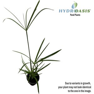 HydrOasis Dwarf Umbrella Palm Potted Live Pond Plant, 3 count