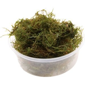 HydrOasis Taiwan Moss Live Aquarium Plant Portion