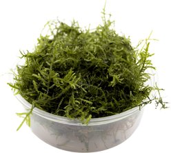 HydrOasis Java Moss Live Aquarium Plant Portion