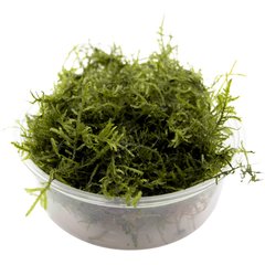 HydrOasis Java Moss Live Aquarium Plant Portion