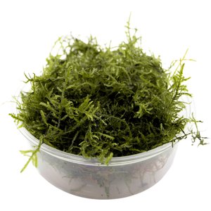 HydrOasis Java Moss Live Aquarium Plant Portion