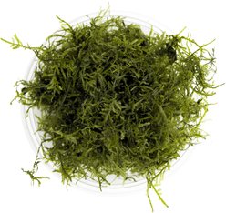HydrOasis Java Moss Live Aquarium Plant Portion slide 2 of 4