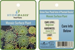 HydrOasis Mosaic Surface Live Pond Plant, 3 count slide 2 of 4