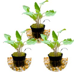 HydrOasis Crypt Wendtii Green Submerged Potted Reg Fish Plant, 3 count slide 1 of 4