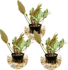 HydrOasis Crypt Wendtii Bronze Submerged Potted Live Aquarium Plant, 3 count