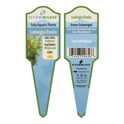 HydrOasis Ludwigia Ovalis Submerged Potted Live Aquarium Plant, 3 count slide 2 of 4