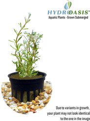 HydrOasis Rotala Wallichii Submerged Potted Live Aquarium Plant, 3 count slide 2 of 4