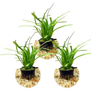 HYDROASIS Dwarf Sagittaria Submerged Potted Live Aquarium Plant, 3 count -  Chewy.com