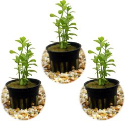 HydrOasis Moneywort Submerged Potted Live Aquarium & Pond Plant, 3 count