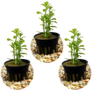 HydrOasis Moneywort Submerged Potted Live Aquarium & Pond Plant, 3 count