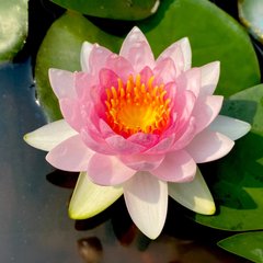 HydrOasis Hardy Water Lily Live Pond Plant, Pink