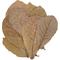 Show in main carousel: HydrOasis Catappa Leaves Fish Plant, 3 count slide 8 of 9