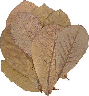 Show full view: HydrOasis Catappa Leaves Fish Plant, 3 count slide 8 of 9