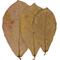 Show in main carousel: HydrOasis Catappa Leaves Fish Plant, 3 count slide 6 of 9