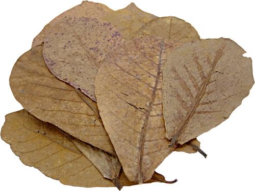 Show full view: HydrOasis Catappa Leaves Fish Plant, 3 count slide 7 of 9