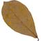 Show in main carousel: HydrOasis Catappa Leaves Fish Plant, 3 count slide 4 of 9