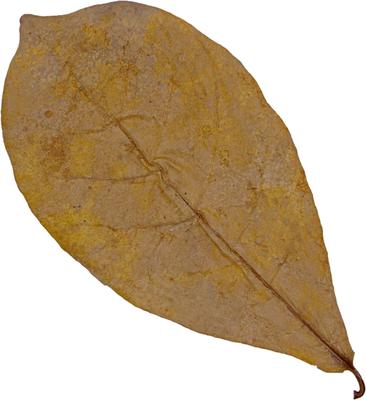 Show full view: HydrOasis Catappa Leaves Fish Plant, 3 count slide 4 of 9