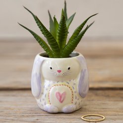 Natural Life Critter Succulent Bunny, 2.5-in dia