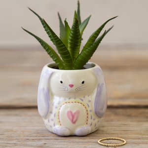 NATURAL LIFE Critter Succulent Bunny, 2.5-in dia - Chewy.com