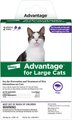 Advantage Topical Flea Prevention for Large Cats, 9 lbs+, 2-Monthly Treatments