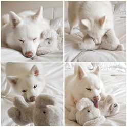 Fur Elise Ella Maxi Plush Dog Toy slide 2 of 8