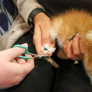 Li'l Pals Kitten Nail Trimmer