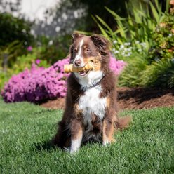 Wild Eats Water Buffalo Cheek 5 to 6-inch Roll High Protein Natural Dog Chew Treats slide 2 of 6