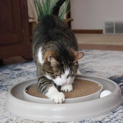 Turbo Cat Scratcher Eco Toy with Catnip, Grey slide 2 of 9