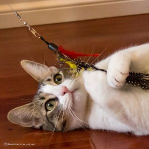 Turbo Flying Teaser Replacement Feather Cat Toy, 2 count
