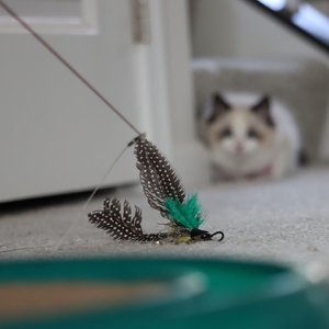 Turbo Flying Teaser Replacement Feather Cat Toy, 2 count