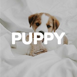 Puppy