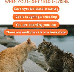 Under the Weather L-lysine Powder Cat Supplement, 3.17-oz bag slide 2 of 7